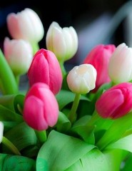 картинка разноцветные тюльпаны - , для мобильного телефона