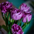 тюльпаны в букете, фото