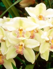  Cymbidium Orchid - ,   