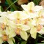 Cymbidium Orchid  
