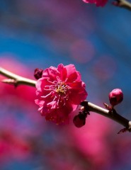 картинка весна и цветы - , для мобильного телефона