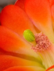  Claret_Cup_Cactus_Blossom - ,   