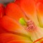 Claret_Cup_Cactus_Blossom  