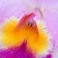 Macro View of an Orchid  