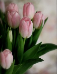картинка тюльпаны, Pink Tulips - , для мобильного телефона