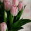 тюльпаны, Pink Tulips на телефон