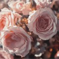 бледно-розовые розы, фото