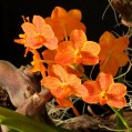 оранжевая орхидея, фото