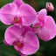 яркая орхидея на телефон
