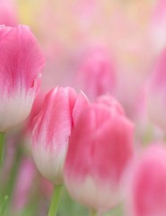 картинка нежно-розовые тюльпаны - , для мобильного телефона