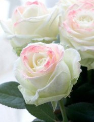  Marshmallow Rose,  - ,   