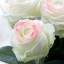 Marshmallow Rose,   