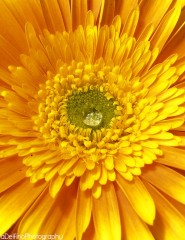 картинка сияющий, как солнце цветок - , для мобильного телефона