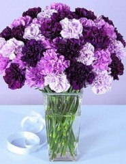  Purple_Carnations - ,   