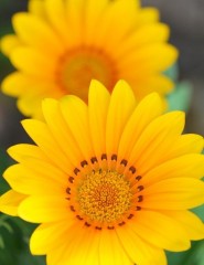  , yellow flowers - ,   
