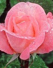 картинка Lovely Rose - , для мобильного телефона