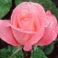 Lovely Rose  