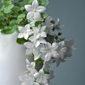 картинки белые цветы! для телефона