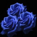  Blue_Roses  