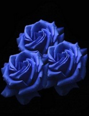  Blue_Roses - ,   