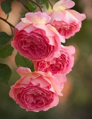  , pink roses - ,   