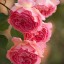, pink roses  