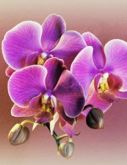 картинка орхидея, фуксия, фон - , для мобильного телефона