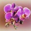 орхидея, фуксия, фон на телефон