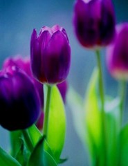 картинка фиолетовые тюльпаны, цветы - , для мобильного телефона