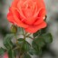 роза кораллового цвета на телефон