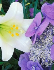  Hydrangea and Easter Lily - ,   