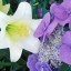 Hydrangea and Easter Lily  