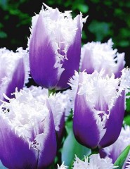 картинка бело-фиолетовые тюльпаны - , для мобильного телефона