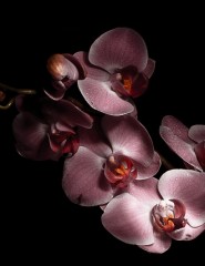 картинка нежнейшая орхидея - , для мобильного телефона