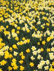  Hillside of Daffodils, Louisvi - ,   