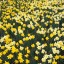 Hillside of Daffodils, Louisvi  