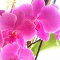 orchid, розовая орхидея