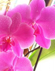  orchid,   - ,   