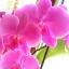orchid,    