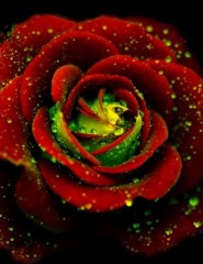картинка красно-зеленая роза - , для мобильного телефона