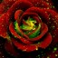 красно-зеленая роза на телефон