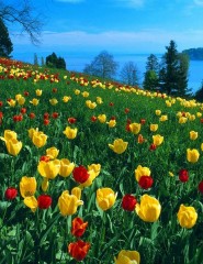  Field of Tulips, Island - ,   