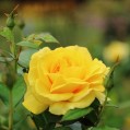 Yellow Rose,  