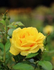  Yellow Rose,   - ,   
