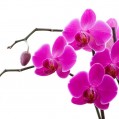 картинки орхидея! для телефона