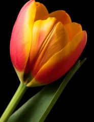  , yellow tulip - ,   