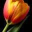 , yellow tulip  