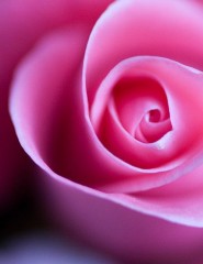 картинка pink rose, роза - , для мобильного телефона