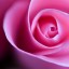pink rose,   