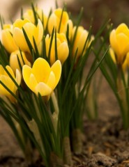 картинка желтые тюльпаны, цветы - , для мобильного телефона